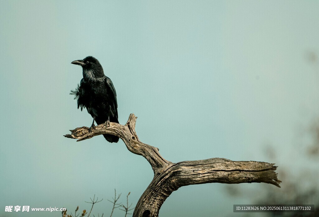 枝头孤鸦