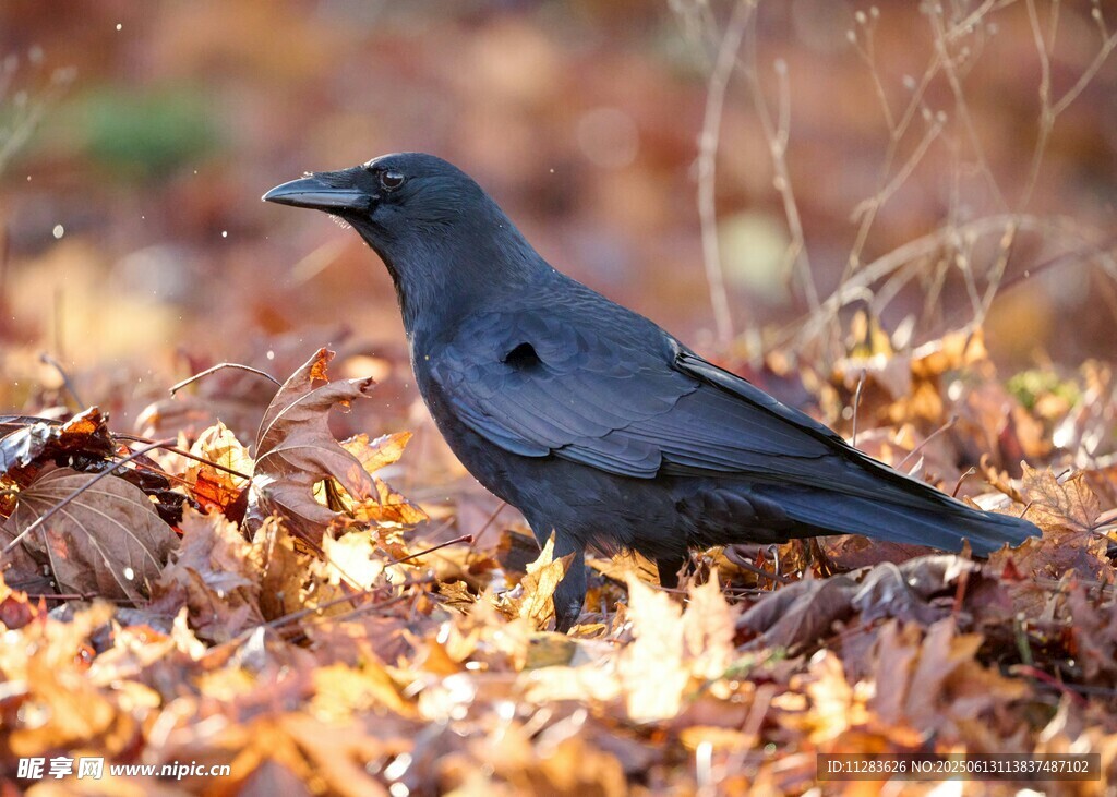 落叶间的乌鸦