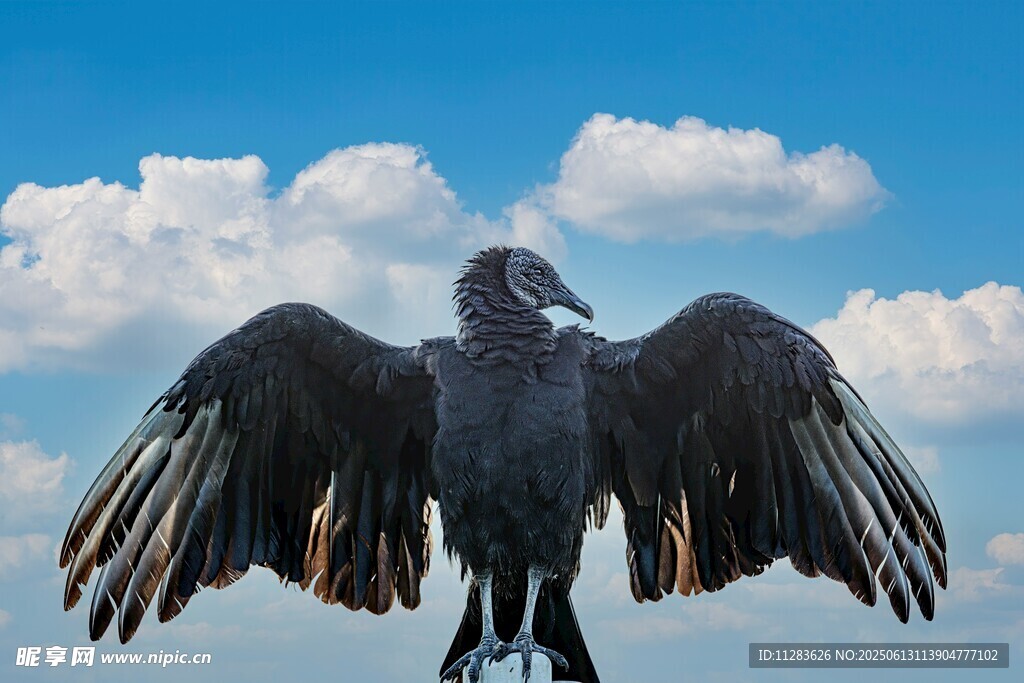 展翅黑鸟于蓝天之下