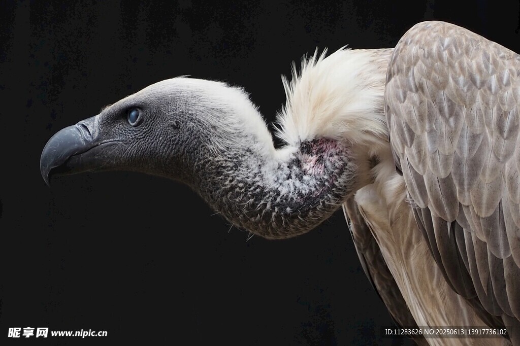 秃鹫特写