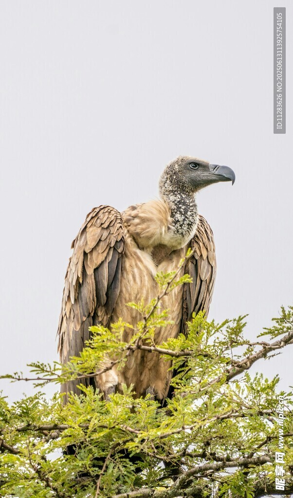 枝头站立的秃鹫