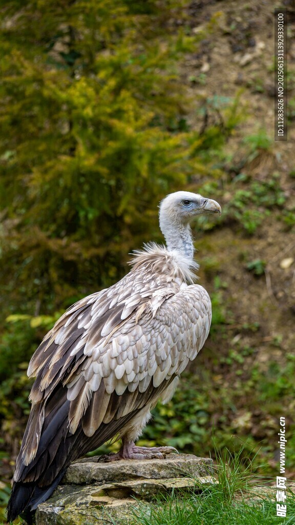 站立的灰羽秃鹫