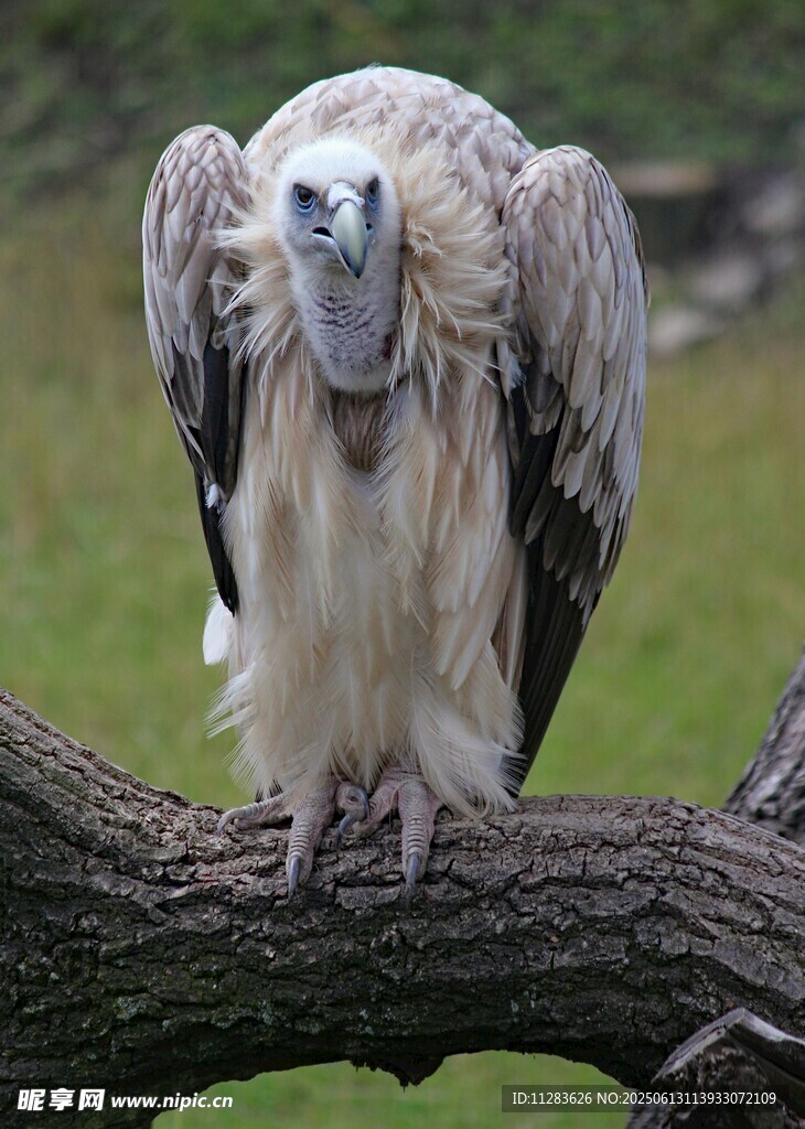 枝头站立的秃鹫