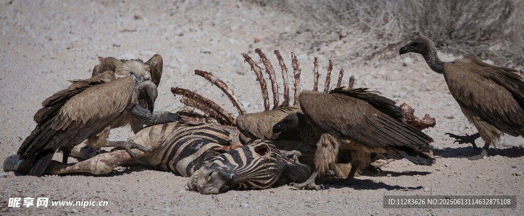 秃鹫围食斑马尸体