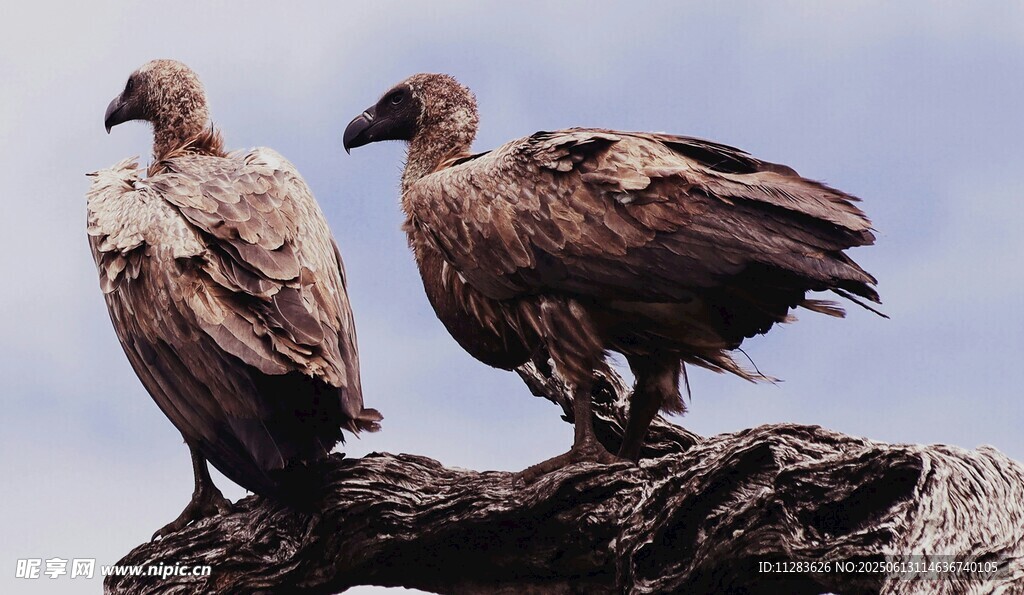 两只秃鹫立于枝头