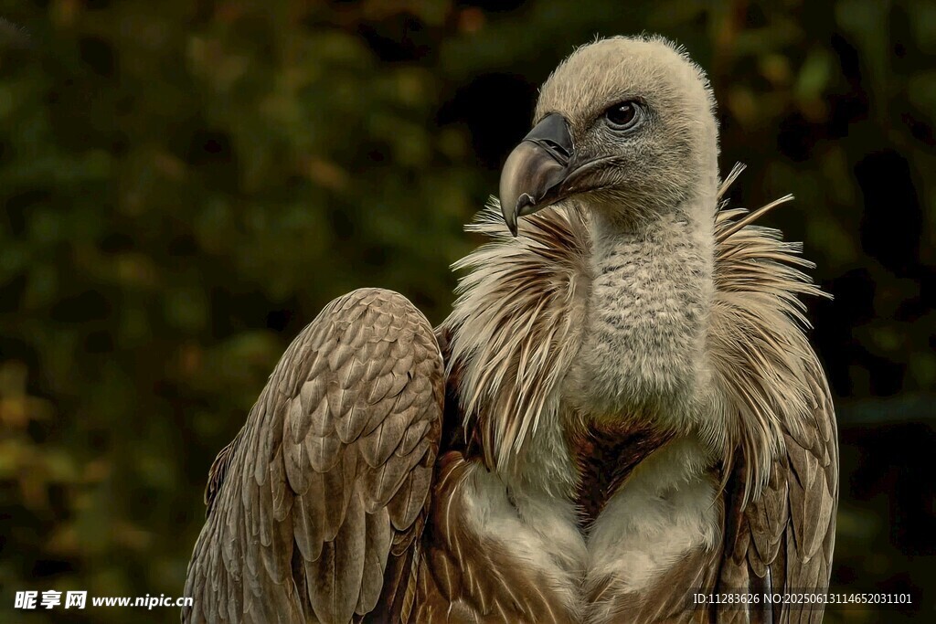 秃鹫特写