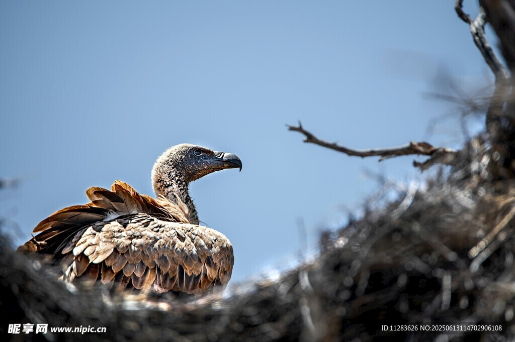 秃鹫栖息于巢穴中