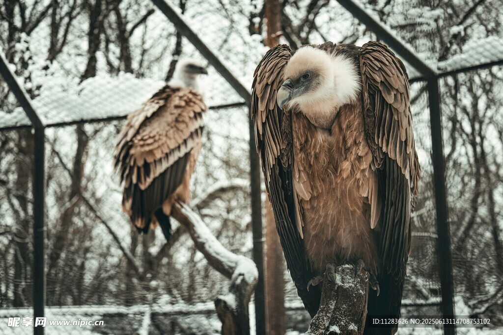 雪林中栖息的两只秃鹫