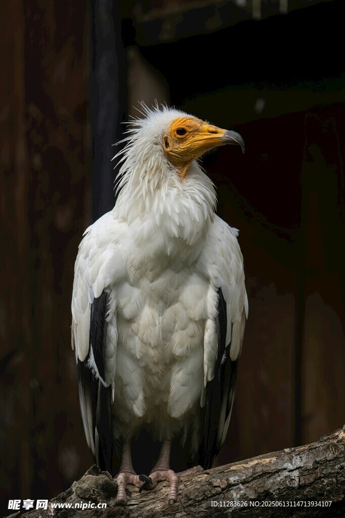 白兀鹫栖息于枝头