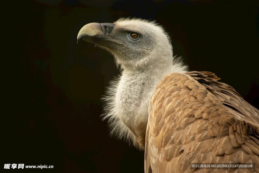秃鹫特写