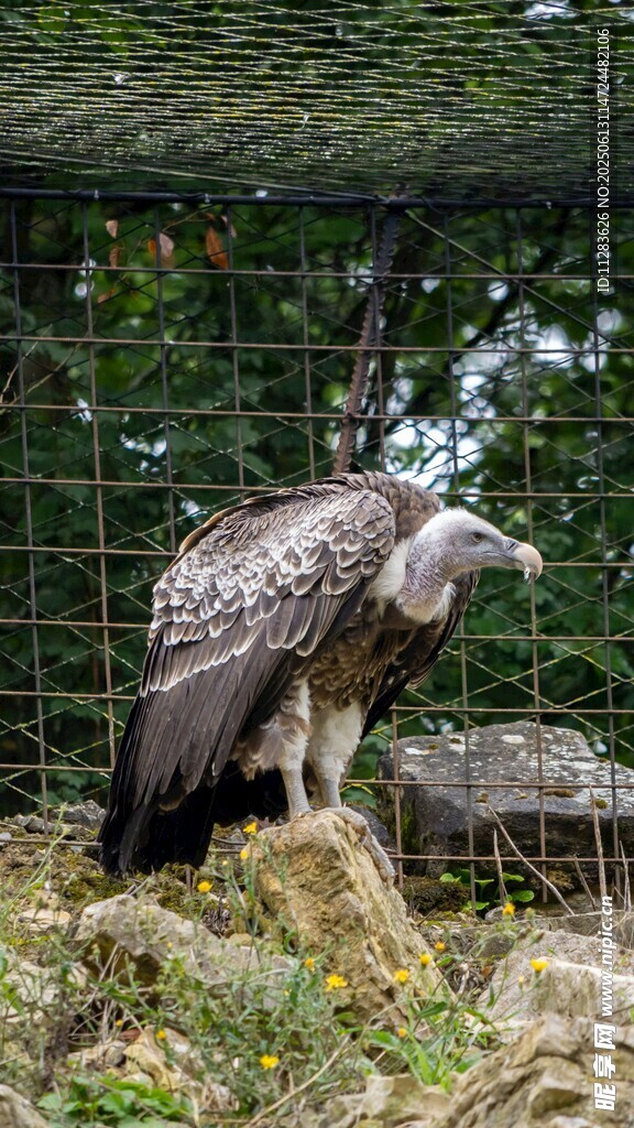 笼中站立的雄鹰