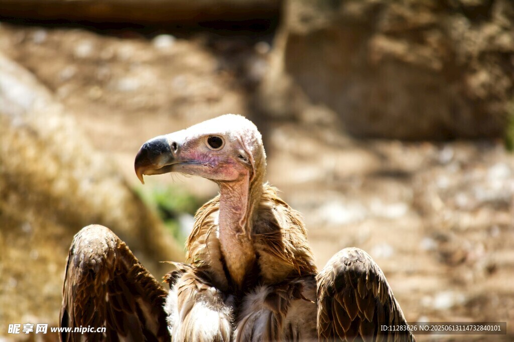 秃鹫特写