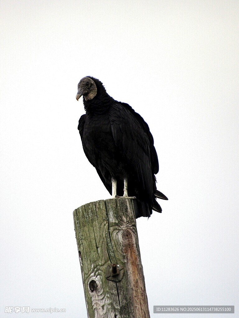 木桩上的秃鹫