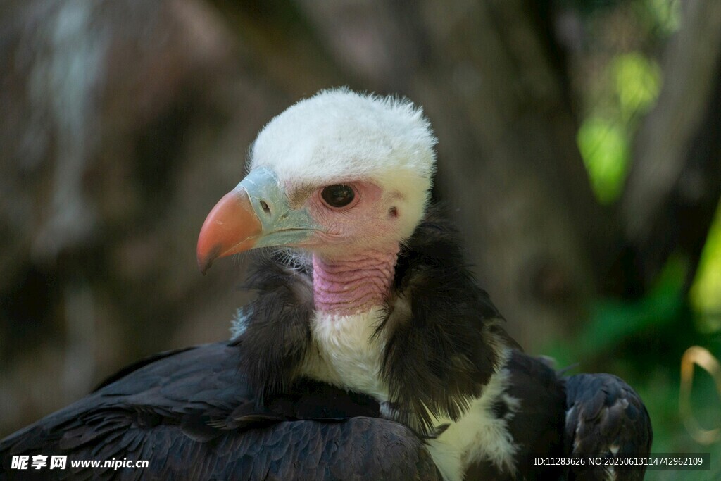 白头秃鹫特写