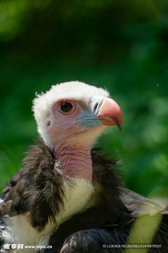 白头秃鹫特写