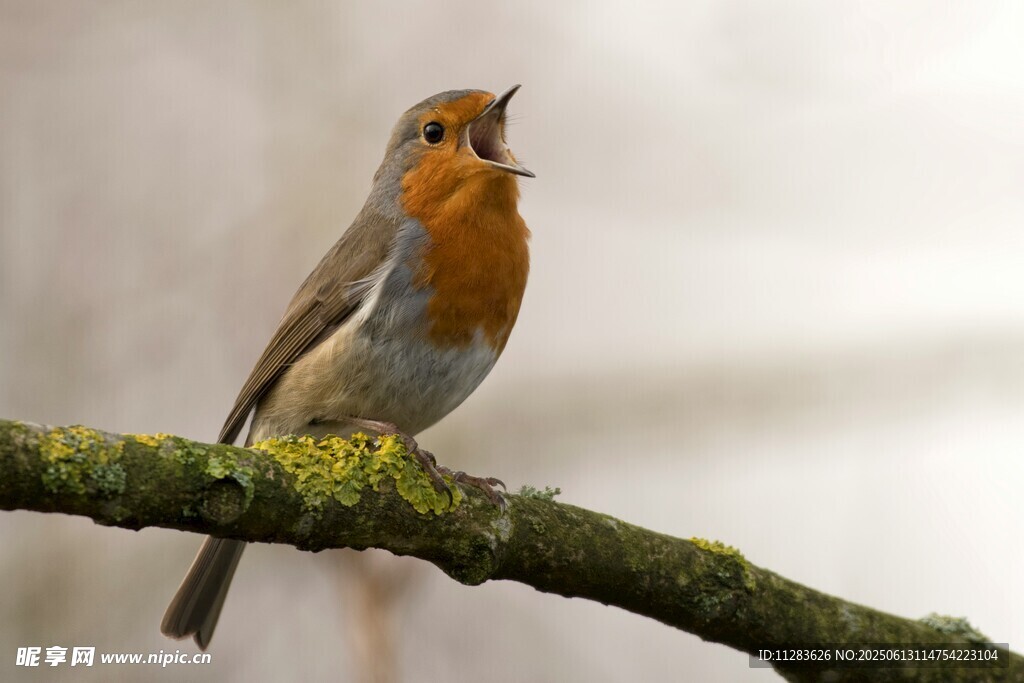枝头鸣唱的小鸟