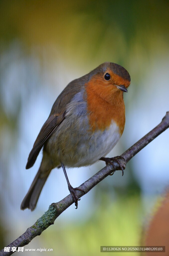 栖息枝头的橙色胸脯小鸟