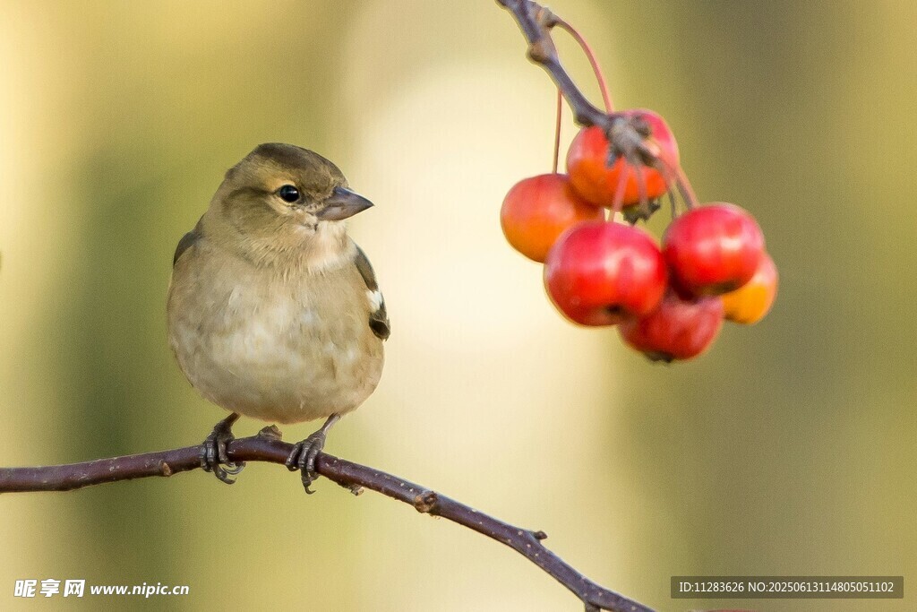 小鸟栖枝赏红果