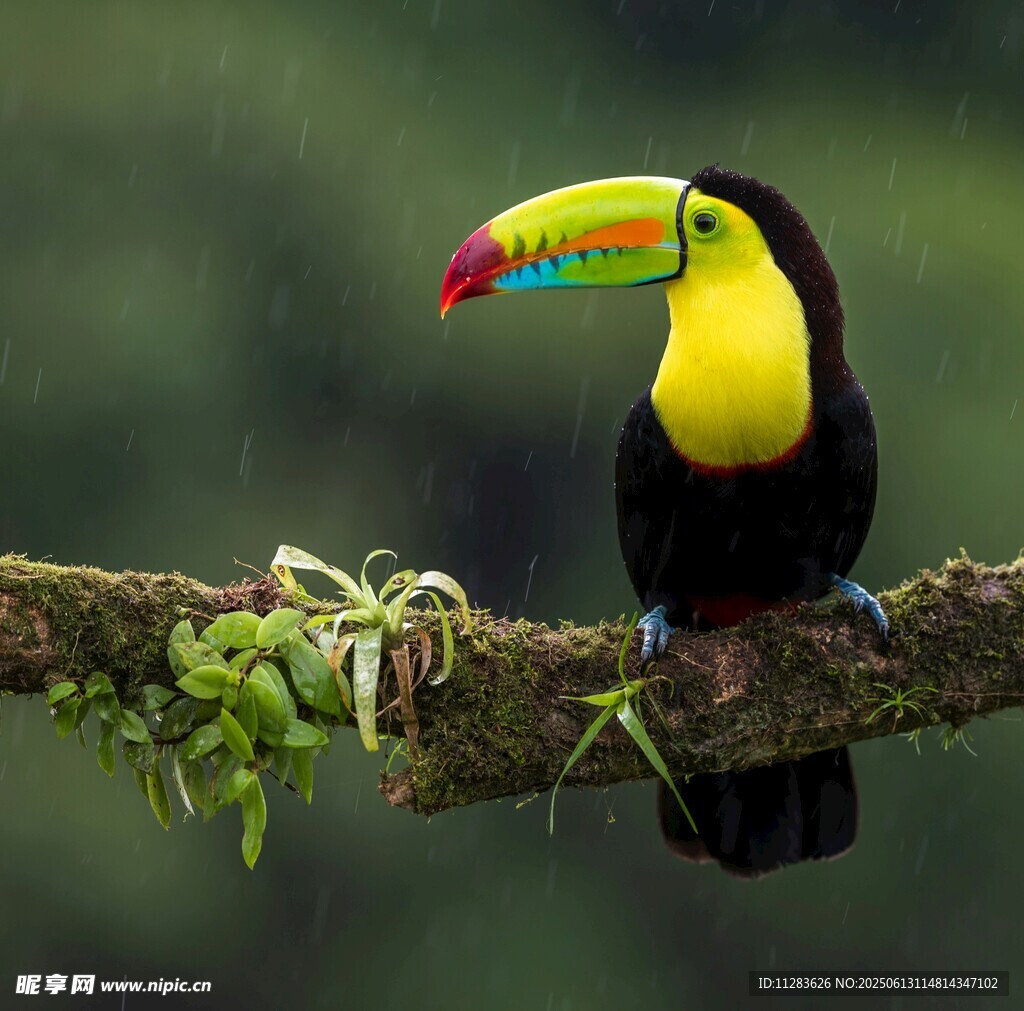 巨嘴鸟栖息枝头