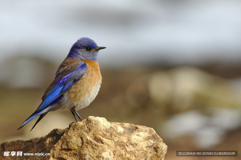 蓝羽小鸟立于岩石