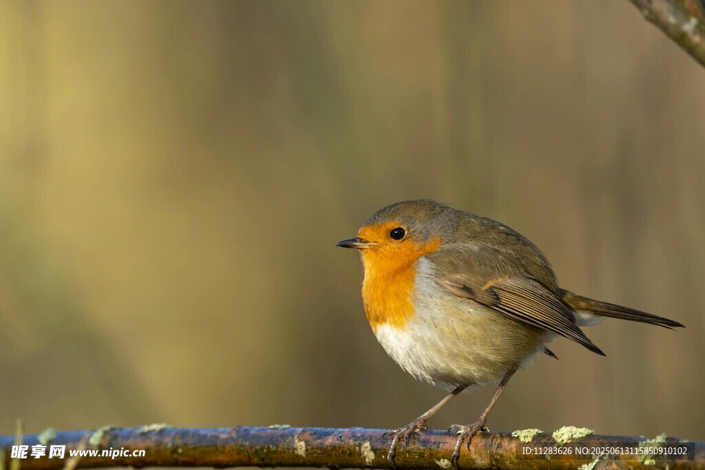 枝头的橙色小鸟