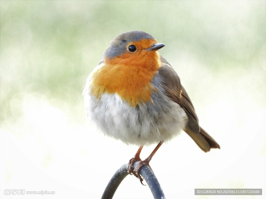 栖息枝头的橙色胸脯小鸟