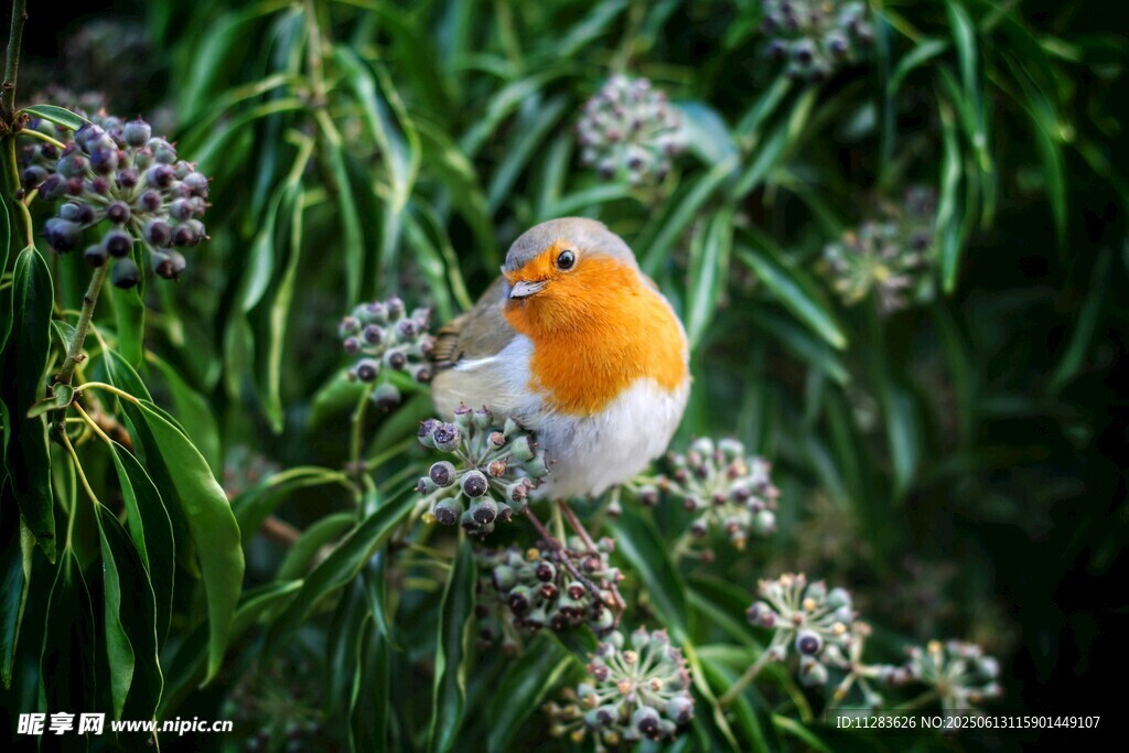 橙胸小鸟栖于繁茂花草间