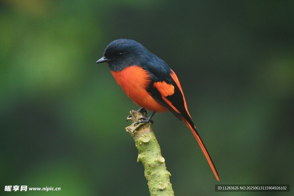 红黑相间长尾小鸟