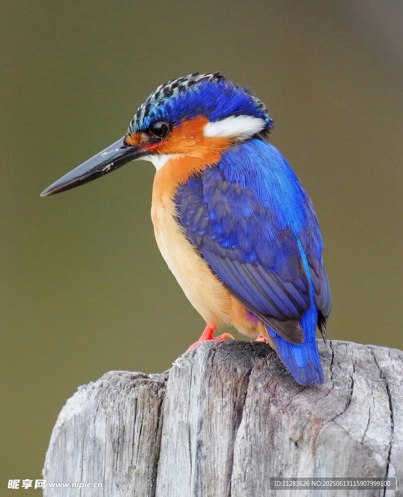 蓝羽翠鸟栖息木桩