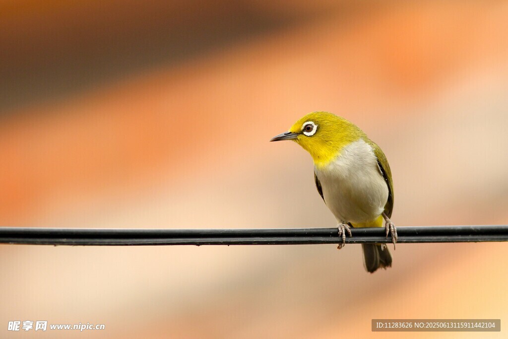 黄头小鸟栖于电线上