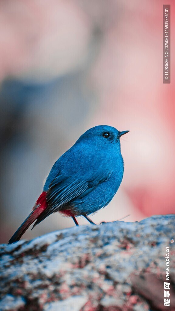蓝色小鸟立于岩石之上