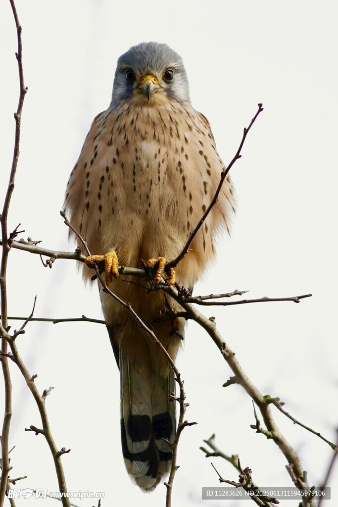 枝头栖息的灰头小猛禽