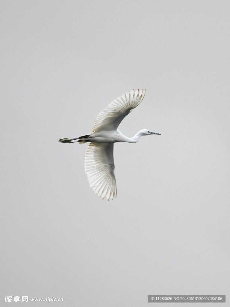 白鹭空中翱翔