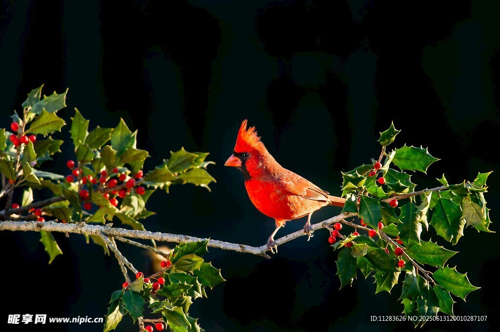 红衣主教鸟栖于浆果枝头