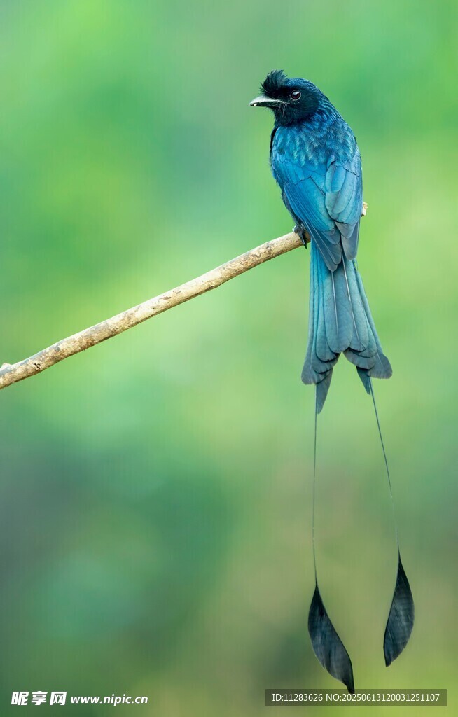 蓝羽长尾鸟栖息于枝上