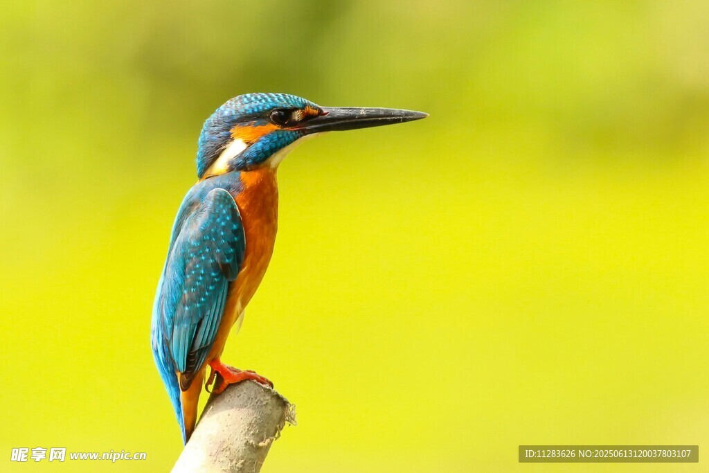 栖息枝头的多彩翠鸟