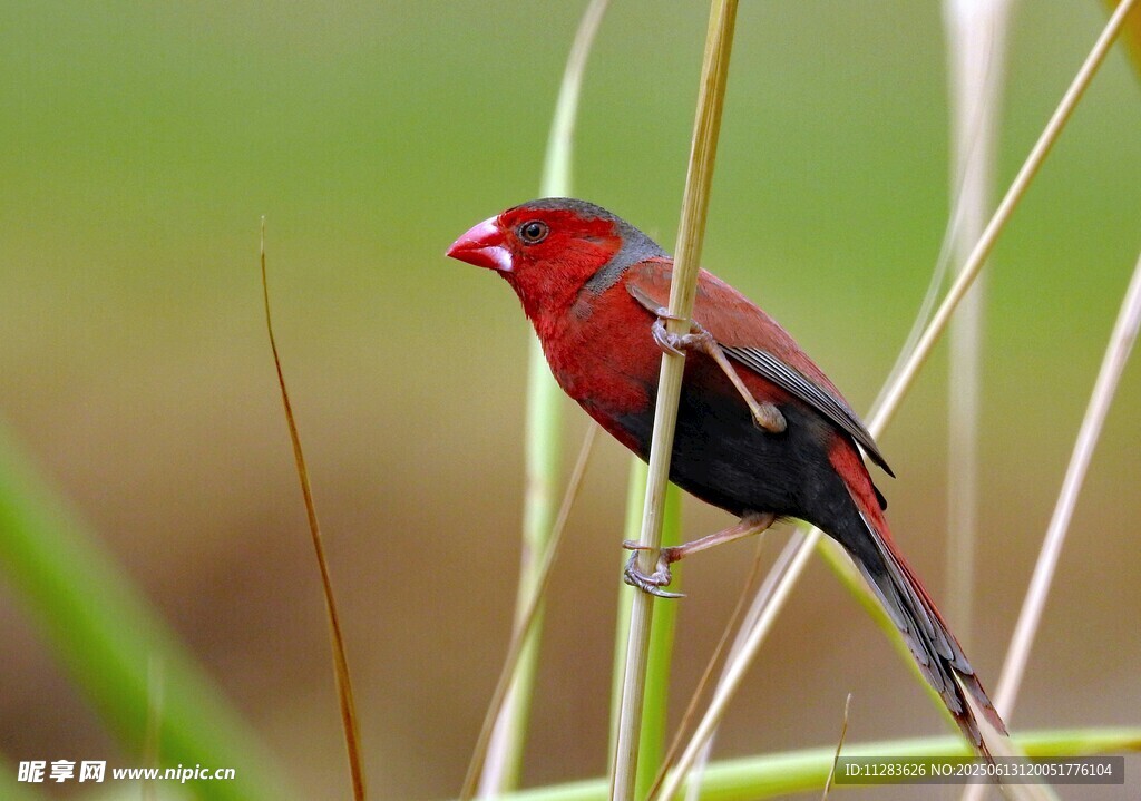 红羽小鸟立于草茎