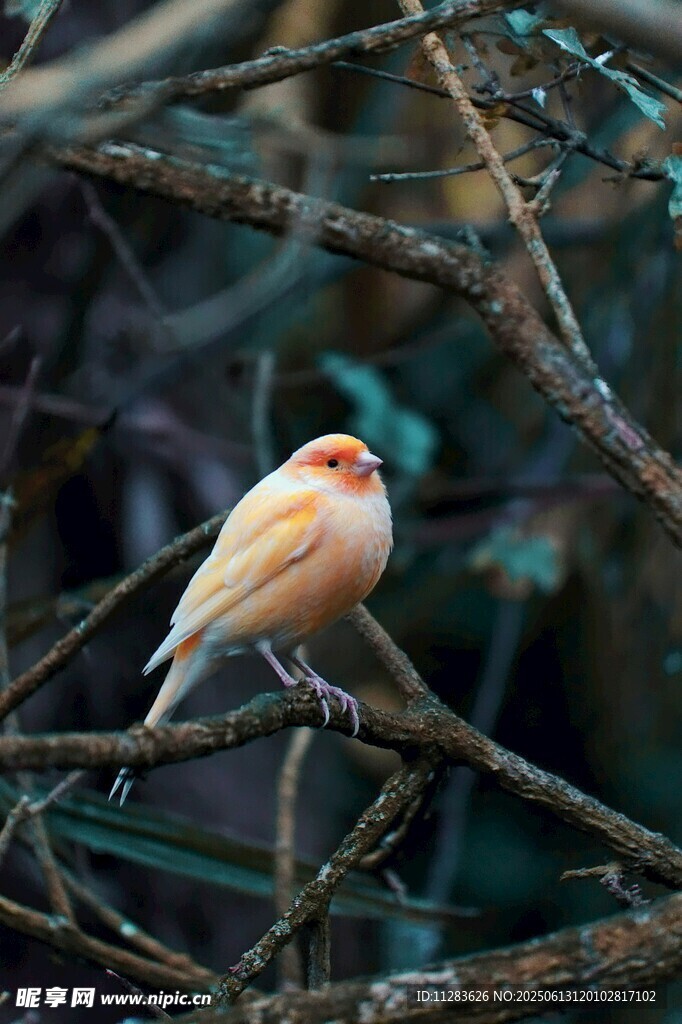 枝头栖息的美丽小鸟