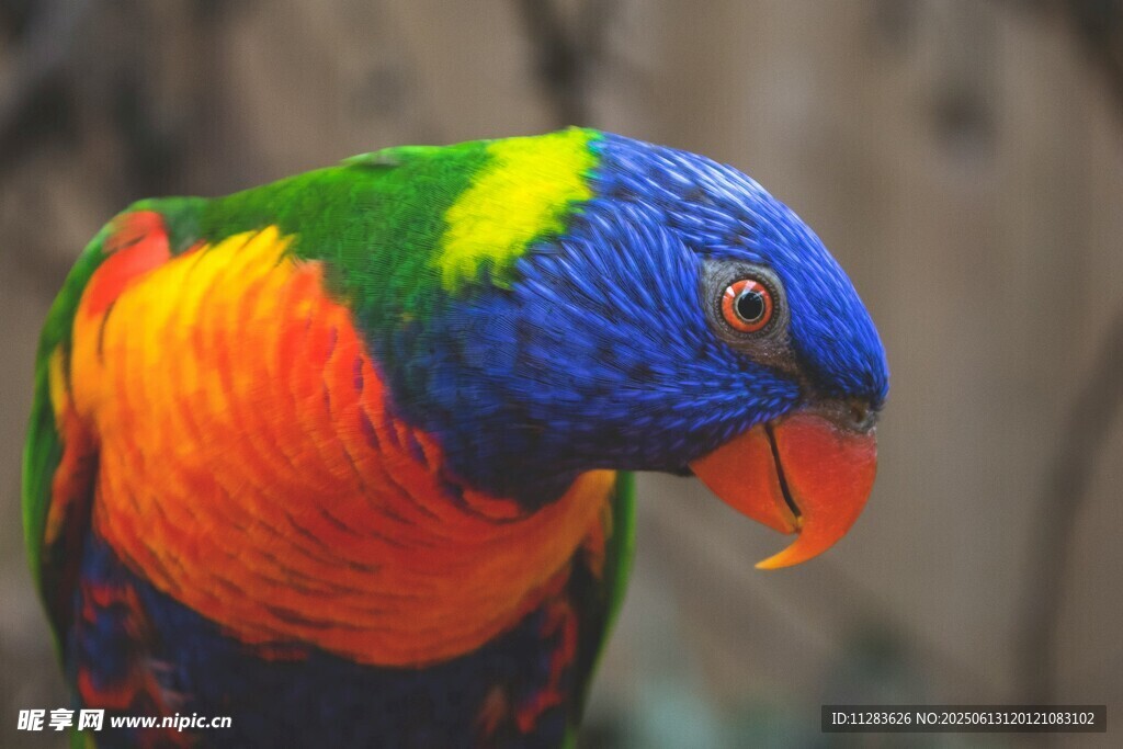 五彩斑斓鹦鹉特写