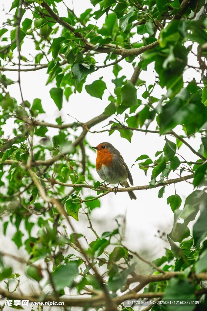 绿叶间的橙胸小鸟