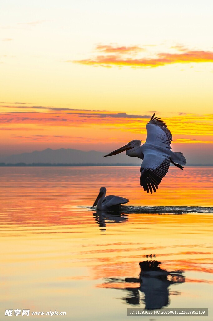 夕阳下飞鸟掠水的美景