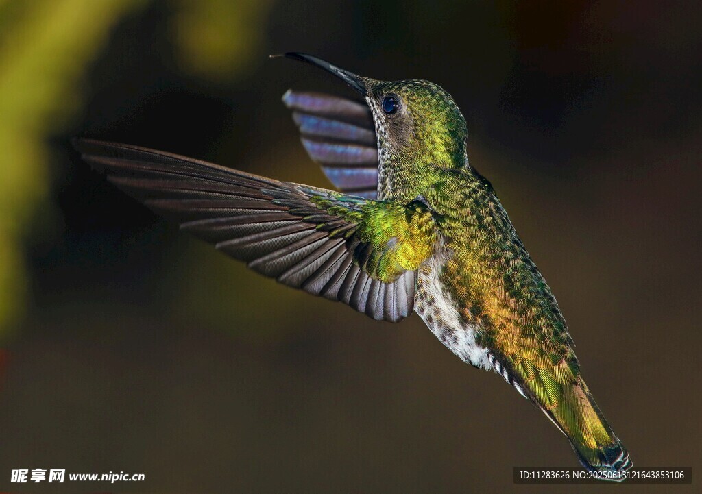 飞翔的多彩蜂鸟