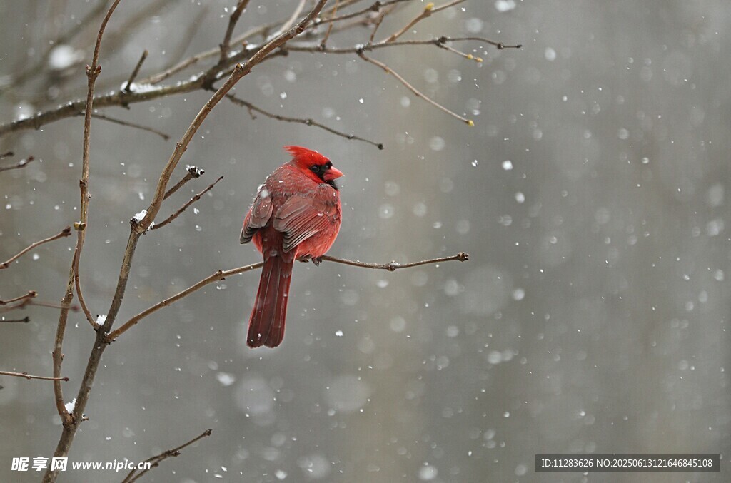 雪中红雀栖于枝头