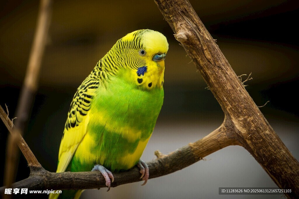 枝头的黄绿鹦鹉