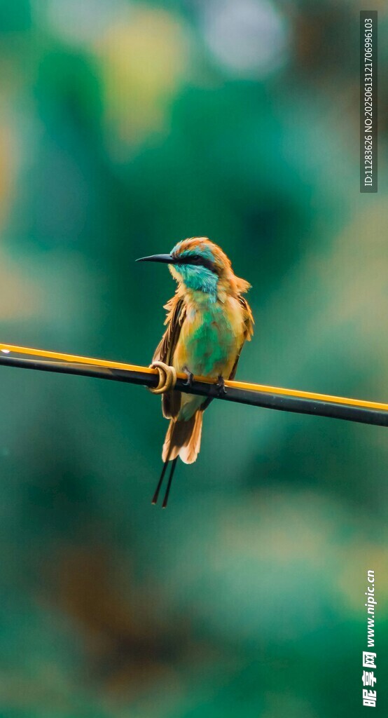 电线上的多彩小鸟