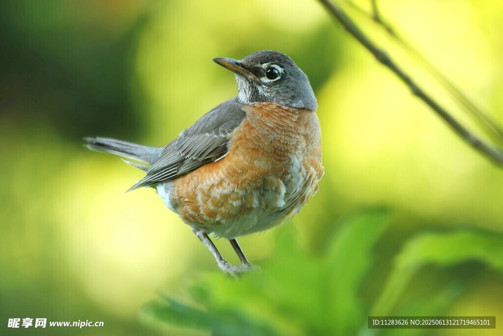 枝头小鸟展翅欲飞