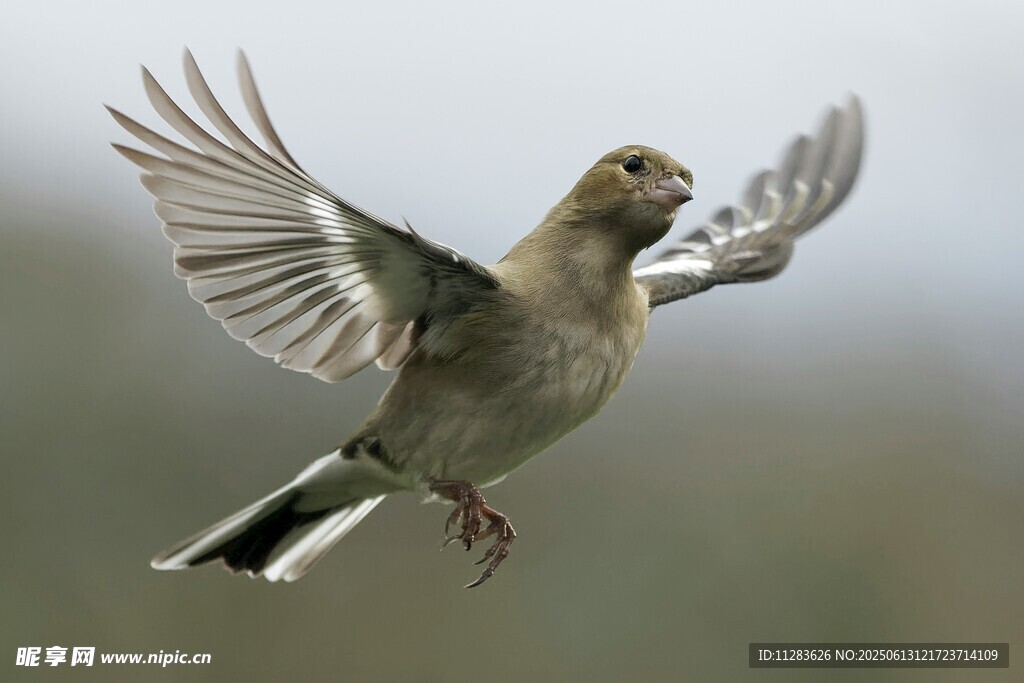 展翅飞翔的小鸟