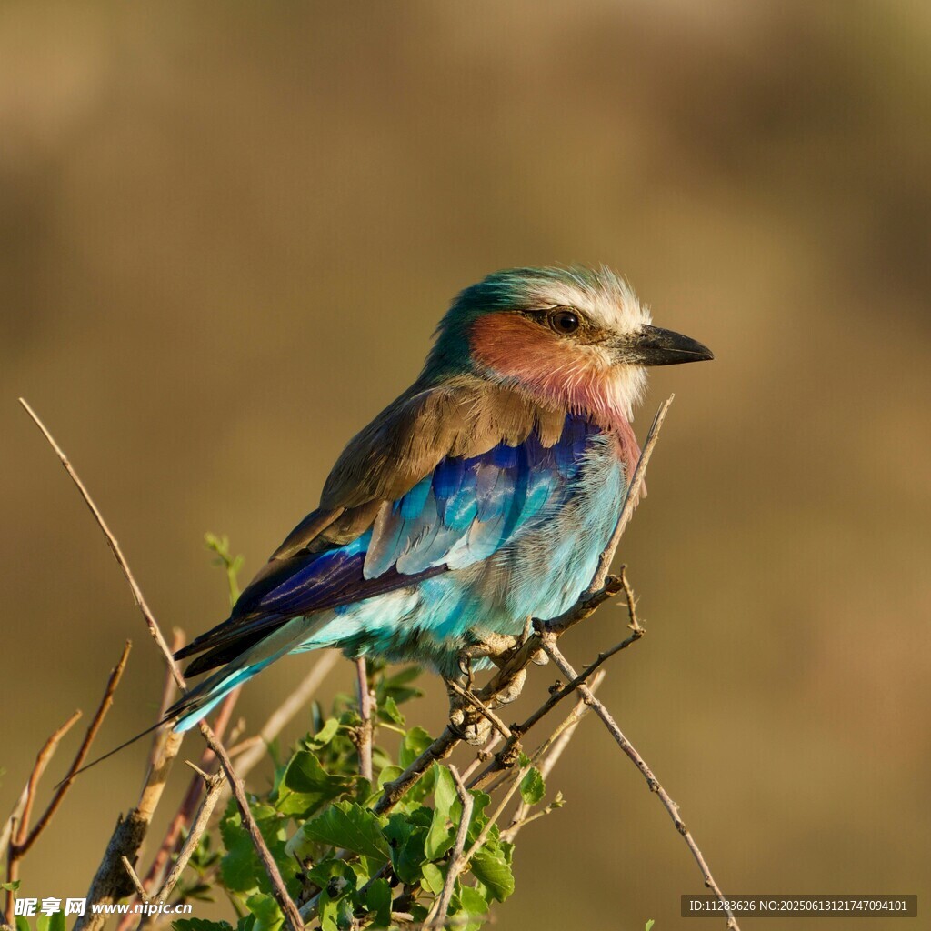 五彩斑斓的鸟儿栖息枝头