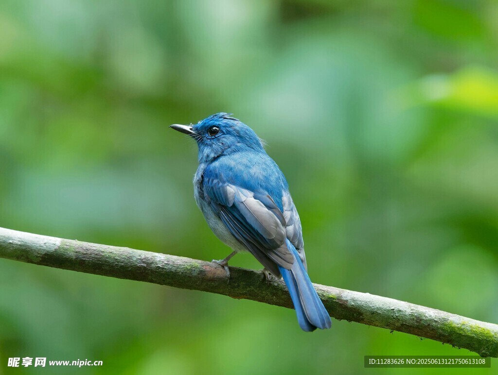 蓝色小鸟栖息于枝头