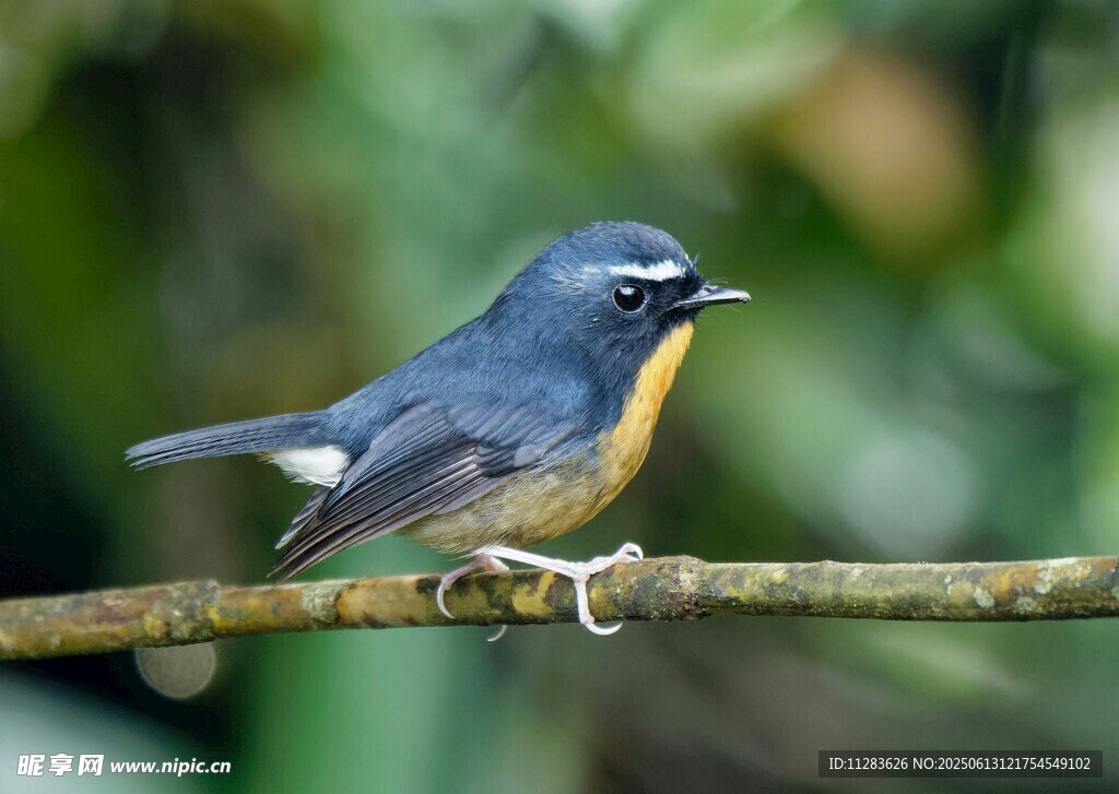 蓝黄小鸟栖于枝头